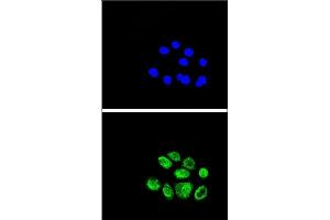 Confocal immunofluorescent analysis of EXO1 Antibody (N-term) (ABIN389397 and ABIN2839487) with A549 cell followed by Alexa Fluor® 489-conjugated goat anti-rabbit lgG (green). (Exonuclease 1 Antikörper  (N-Term))
