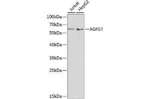 Western blot analysis of extracts of various cell lines using AGFG1 Polyclonal Antibody at dilution of 1:1000. (AGFG1 Antikörper)