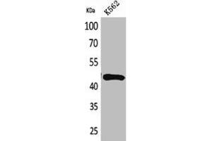 Western Blot analysis of K562 cells using DR3 Polyclonal Antibody (DR3/LARD Antikörper  (Internal Region))