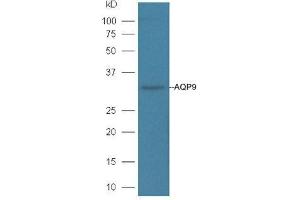 Mouse liver lysates probed with Rabbit Anti-AQP9 Polyclonal Antibody, Unconjugated  at 1:3000 for 90 min at 37˚C.