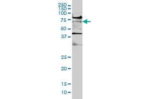 TCF7L2 monoclonal antibody (M02), clone 1B1 Western Blot analysis of TCF7L2 expression in Hela S3 NE .