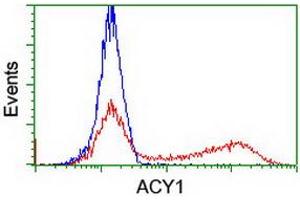 HEK293T cells transfected with either RC201284 overexpress plasmid (Red) or empty vector control plasmid (Blue) were immunostained by anti-ACY1 antibody (ABIN2454793), and then analyzed by flow cytometry. (Aminoacylase 1 Antikörper)