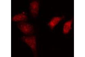 ABIN6274164 staining HeLa cells by IF/ICC. (NR2F6 Antikörper  (N-Term))
