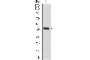 Western blot analysis using PLIN2 mAb against human PLIN2 recombinant protein. (ADRP Antikörper  (AA 286-437))