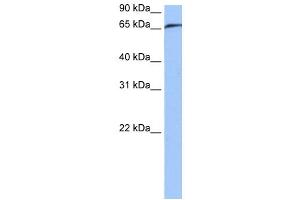 RABGGTA antibody used at 0. (RABGGTA Antikörper  (N-Term))