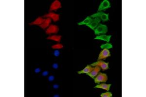 ABIN6264292 and ABIN6278946 staining HepG2 cells by IF/ICC. (PLCH2 Antikörper  (N-Term))