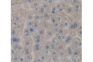 Immunohistochemistry (IHC) image for anti-Catechol-O-Methyltransferase (COMT) (AA 63-265) antibody (ABIN1858471)