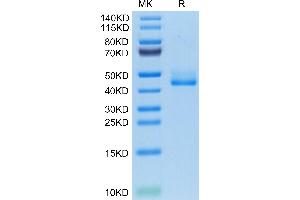 SDS-PAGE (SDS) image for Tumor Necrosis Factor Receptor Superfamily, Member 13C (TNFRSF13C) (AA 7-71) protein (Fc Tag) (ABIN7273912)