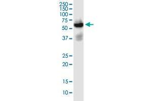 SLC22A2 antibody  (AA 261-370)