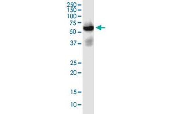 SLC22A2 Antikörper  (AA 261-370)