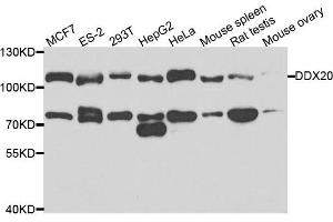Western blot analysis of extracts of various cell lines, using DDX20 antibody. (DDX20 Antikörper)