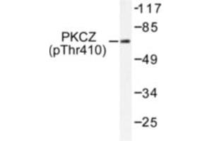 Image no. 1 for anti-Protein Kinase C, zeta (PRKCZ) (pThr410) antibody (ABIN318102) (PKC zeta Antikörper  (pThr410))