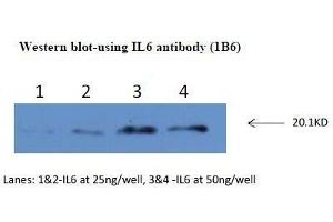 Western Blotting (WB) image for anti-Interleukin 6 (IL6) antibody (ABIN1107857) (IL-6 Antikörper)