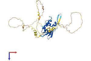 IRF1 Protein (AA 1-325) (His tag)