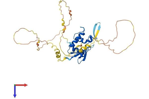 IRF1 Protein (AA 1-325) (His tag)