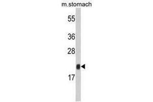 Image no. 1 for anti-FK506 Binding Protein 11, 19 KDa (FKBP11) (N-Term) antibody (ABIN453009)