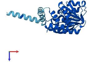 COMT Protein (AA 1-265) (His tag)