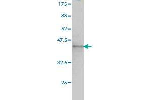 Western Blot detection against Immunogen (37.