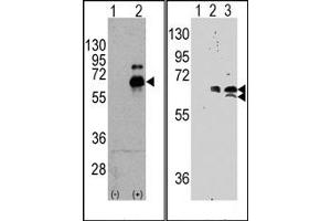 Image no. 2 for anti-Ribosomal Protein S6 Kinase, 70kDa, Polypeptide 1 (RPS6KB1) (Ser424) antibody (ABIN5552136) (RPS6KB1 Antikörper  (Ser424))