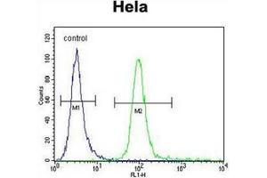 Flow cytometric analysis of Hela cells using  Lactadherin Antibody (C-term) Cat. (MFGE8 Antikörper  (C-Term))
