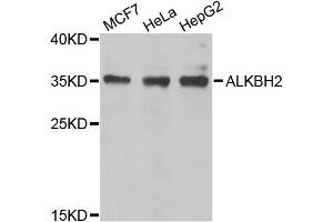 Western blot analysis of extracts of various cell lines, using ALKBH2 antibody (ABIN5974451) at 1/1000 dilution. (ALKBH2 Antikörper)