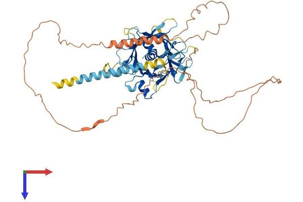 TULP2 Protein (AA 1-520) (His tag)