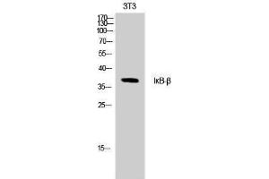 Western Blotting (WB) image for anti-NF-kappa-B inhibitor beta (NFKBIB) (Ser18), (Thr17) antibody (ABIN3180705) (NFKBIB Antikörper  (Ser18, Thr17))