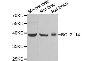 Western blot analysis of extracts of various cell lines, using BCL2L14 antibody. (BCL2L14 Antikörper)