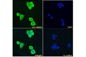 ABIN5539872 Immunofluorescence analysis of paraformaldehyde fixed HepG2 cells, permeabilized with 0. (NQO1 Antikörper  (Internal Region))