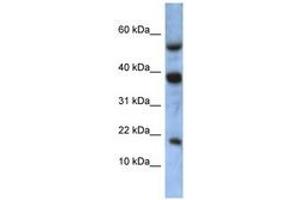 Image no. 1 for anti-Ataxin 7-Like 1 (ATXN7L1) (AA 35-84) antibody (ABIN6741343) (ATXN7L1 Antikörper  (AA 35-84))