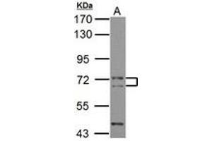 Image no. 1 for anti-Phosphatidylinositol Binding clathrin Assembly Protein (PICALM) (AA 420-646) antibody (ABIN1501903)