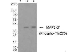 Western blot analysis of extracts from cos-7 cells (Lane 2) and 3T3 cells (Lane 3), using MAP2K7 (Phospho-Thr275) Antibody. (MAP2K7 Antikörper  (pThr275))