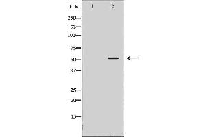 Western blot analysis of Mouse liver tissue lysates, using STEAP3  Antibody.