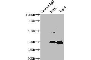 Immunoprecipitating KHK in Mouse liver tissue Lane 1: Rabbit control IgG instead of ABIN7157477 in Mouse liver tissue. (Ketohexokinase Antikörper  (AA 1-298))