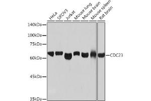Western blot analysis of extracts of various cell lines, using CDC23 Rabbit mAb (ABIN7266247) at 1:1000 dilution. (CDC23 Antikörper)