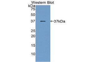 Western Blotting (WB) image for anti-Pepsinogen C (PGC) (AA 61-388) antibody (ABIN3201340)