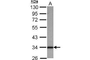 Western Blotting (WB) image for anti-Sideroflexin 1 (SFXN1) (AA 1-186) antibody (ABIN1500906) (SFXN1 Antikörper  (AA 1-186))