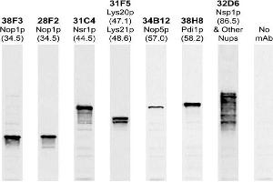 Antibody recognizes a single 57kDa band in blots of whole yeast protein extracts.