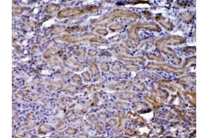 IHC testing of FFPE rat kidney tissue with CCN3 antibody at 1ug/ml.