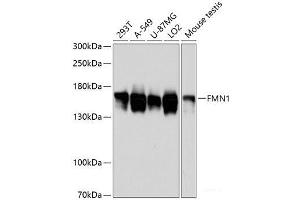 Western blot analysis of extracts of various cell lines using FMN1 Polyclonal Antibody at dilution of 1:3000. (FMN1 Antikörper)
