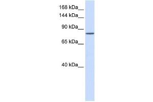 PCDHAC1 antibody used at 1 ug/ml to detect target protein.