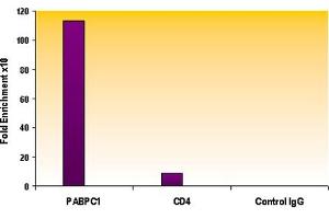 ChIP of Histone H3K9ac antibody (pAb) Chromatin IP performed using the ChIP-IT Express Kit and HeLa Chromatin (1.