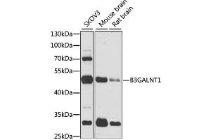 Western blot analysis of extracts of various cell lines, using B3GALNT1 antibody.