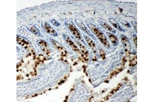 IHC-P: p107 antibody testing of rat intestine tissue (p107 Antikörper  (C-Term))