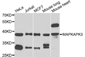 Western blot analysis of extracts of various cell lines, using MAPKAPK3 antibody. (MAPKAP Kinase 3 Antikörper)
