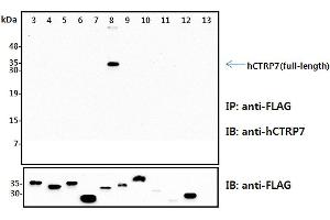 Immunoprecipitation (IP) analysis of the cell lysates from HEK293 cells transfected with empty vector or a panel of the FLAG-tagged CTRP family (full-length) followed by immunoblot analysis using anti-CTRP7 (human), pAb  antibody. (CTRP7 Antikörper)