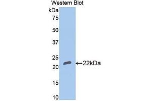 Western blot analysis of recombinant Rabbit BMP4. (BMP4 Antikörper  (AA 23-204))