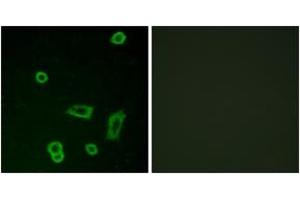 Immunofluorescence (IF) image for anti-G Protein-Coupled Receptor 50 (GPR50) (AA 301-350) antibody (ABIN2890904) (GPR50 Antikörper  (AA 301-350))