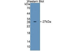 Detection of Recombinant IL17D, Rat using Polyclonal Antibody to Interleukin 17D (IL17D) (IL17D Antikörper  (AA 76-274))