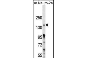 P3K15 Antibody (N-term) (ABIN656257 and ABIN2845573) western blot analysis in mouse Neuro-2a cell line lysates (35 μg/lane). (MAP3K15 Antikörper  (N-Term))